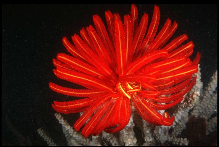 Bright red sea star which belongs to the species Himerometra robustipinna